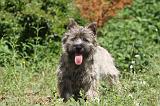 CAIRN TERRIER 029